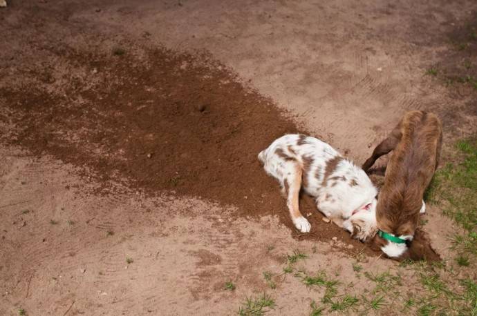 Собака роет ямы: причины и как ее отучить | все о собаках