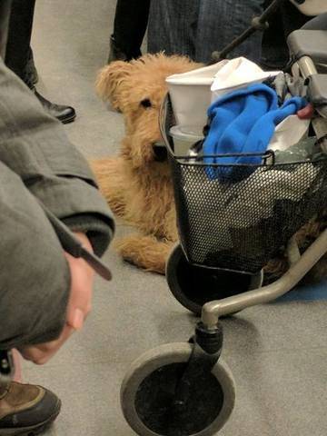 Можно ли с собакой в метро – правила | блог ветклиники "беланта"