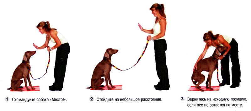 Перечень базовых и интересных команд для собак: как обучить питомца