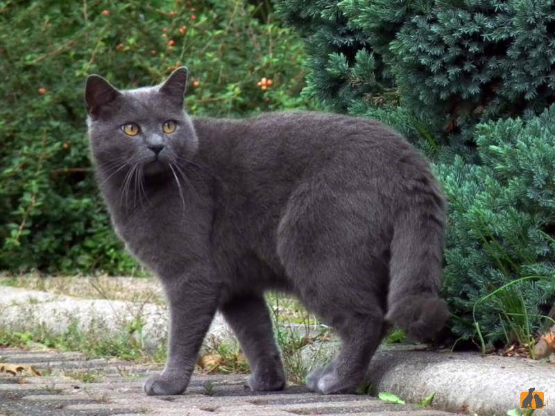 Шартрез (картезианская кошка) кошка: подробное описание, фото, купить, видео, цена, содержание дома