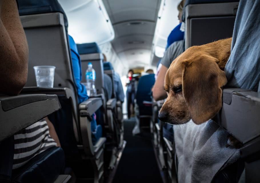 Как перевозить животных в самолёте: подробная инструкция - лайфхакер