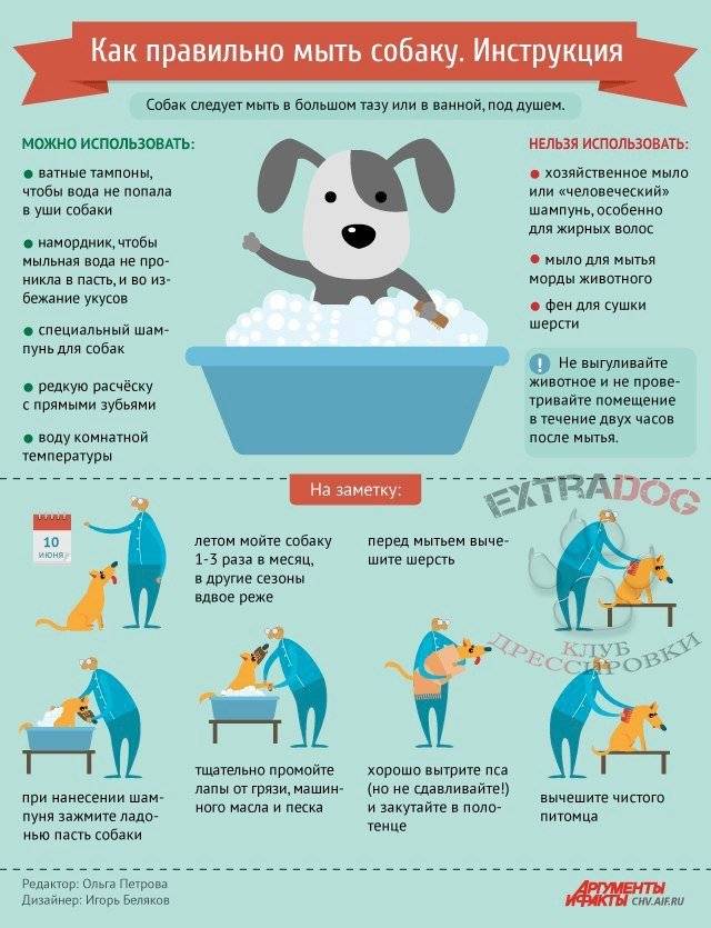 Как мыть собаку правильно в домашних условиях