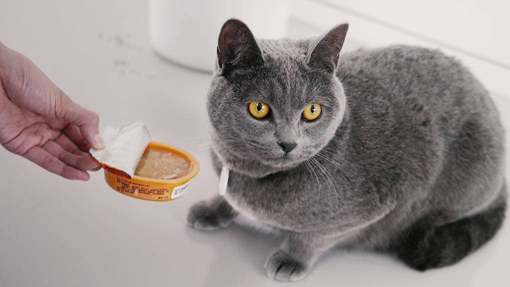 Чем кормить шотландского вислоухого кота в домашних условиях
