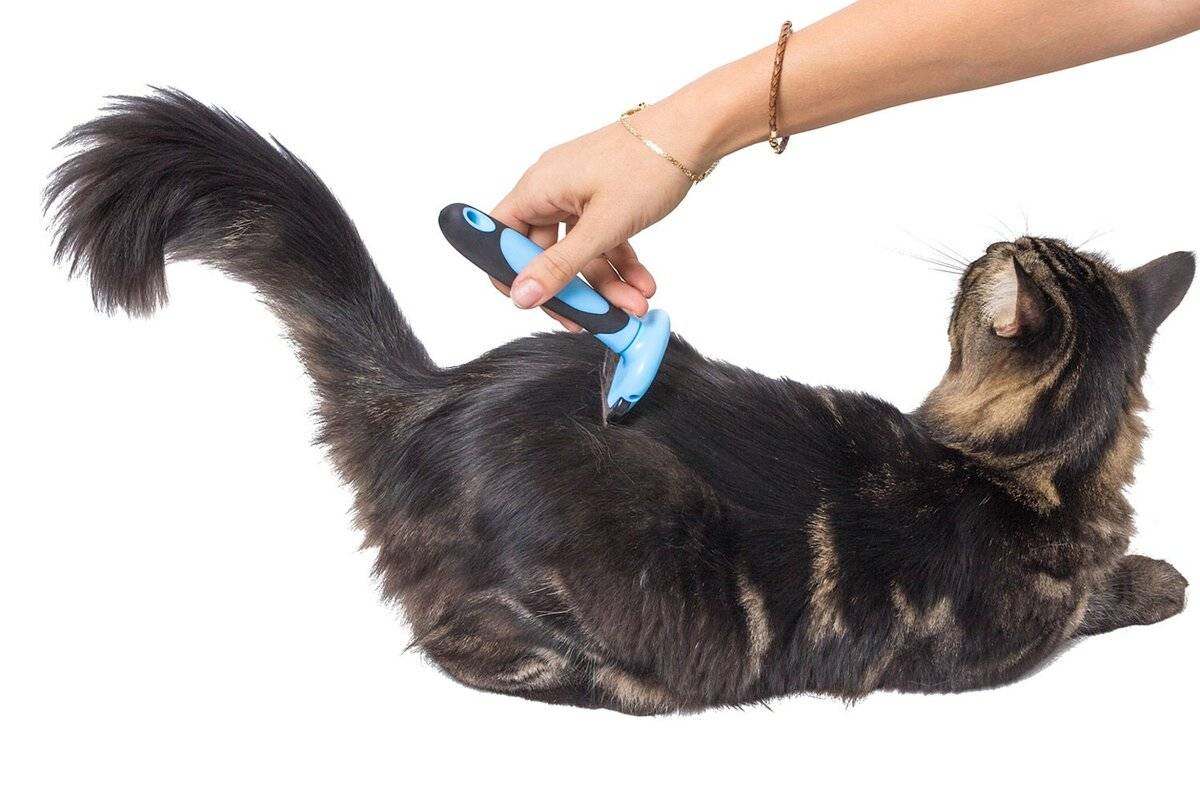 Груминг кошек в домашних условиях: как делать гигиенический груминг кошек | royal groom