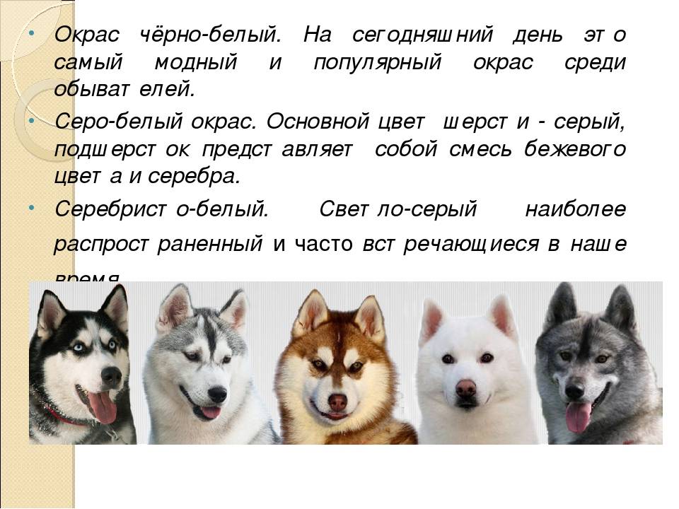 Хаски и лайки: как отличить собак по описанию и характеристике, цвету глаз при выборе голубоглазого щенка