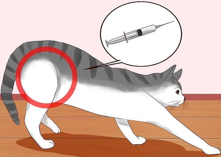 Как сделать укол кошке: пошаговая инструкция и советы новичкам