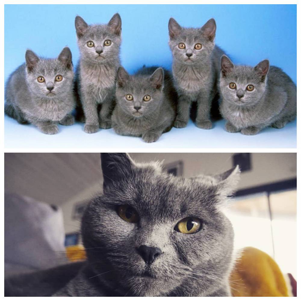 Картезианская кошка (52 фото): описание котов породы шартрез, особенности характера котят. история происхождения французских голубых кошек