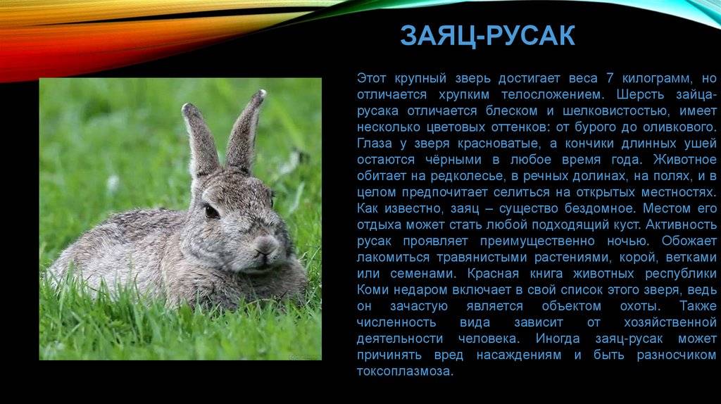 ᐉ где живут кролики в природе? - zoomanji.ru