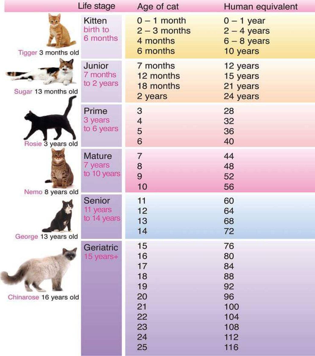 Как определить возраст котенка