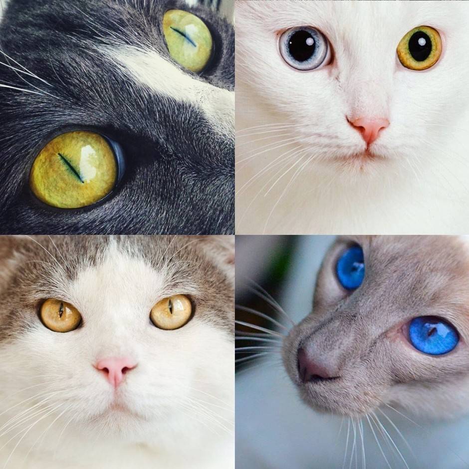 Гетерохромия – глаза разного цвета