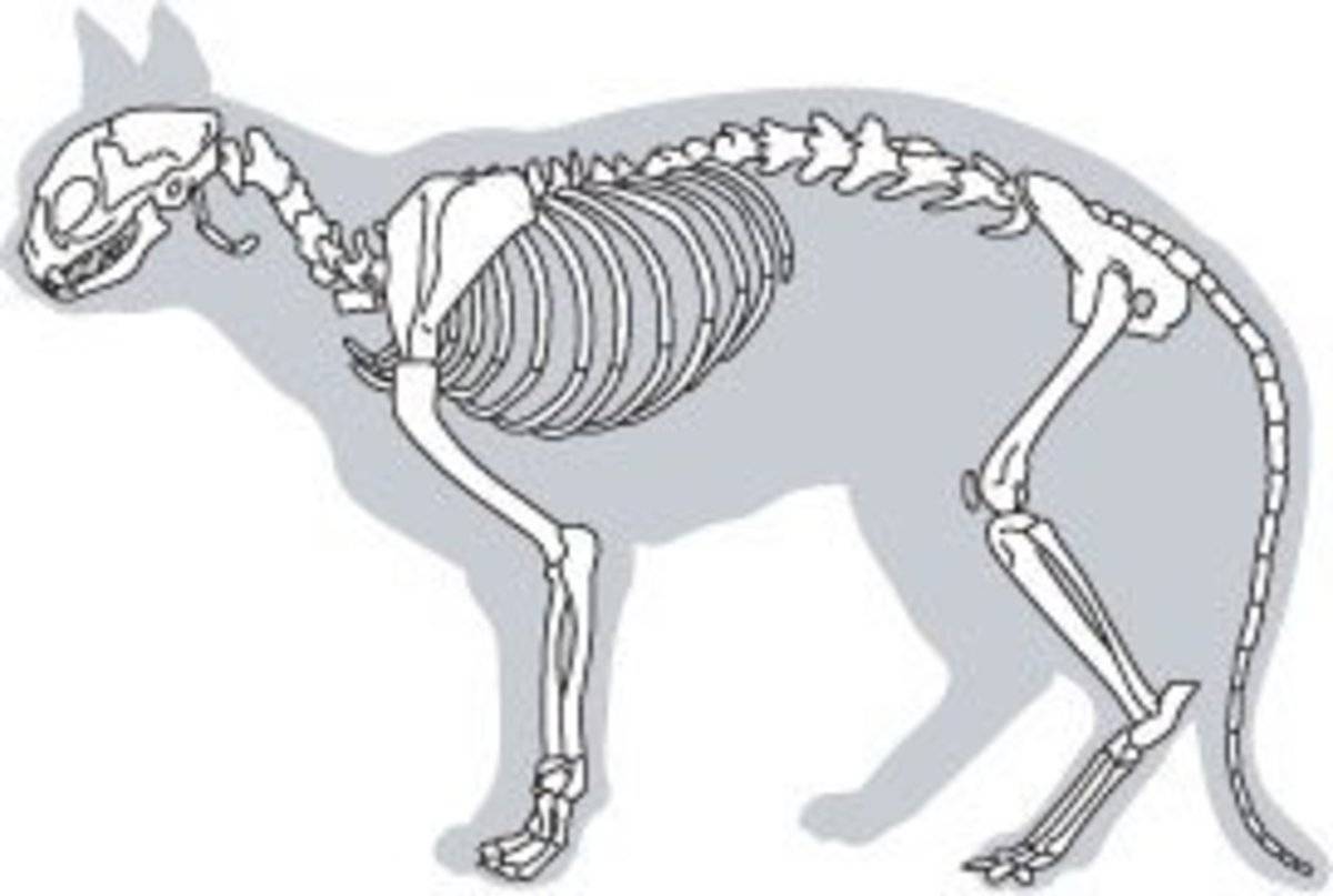Изучаем анатомию - скелет собаки и строение ее внутренних органов