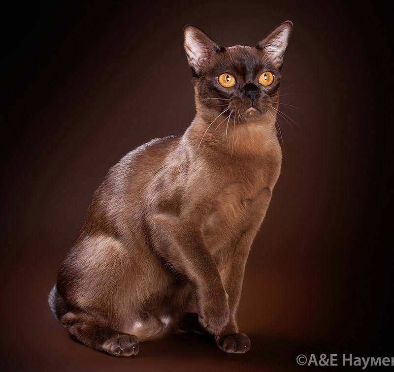 Бурма фото. Бурманская кошка. Европейская Бурма кошка. Бурма золотистая. Бурма шиншилловая.