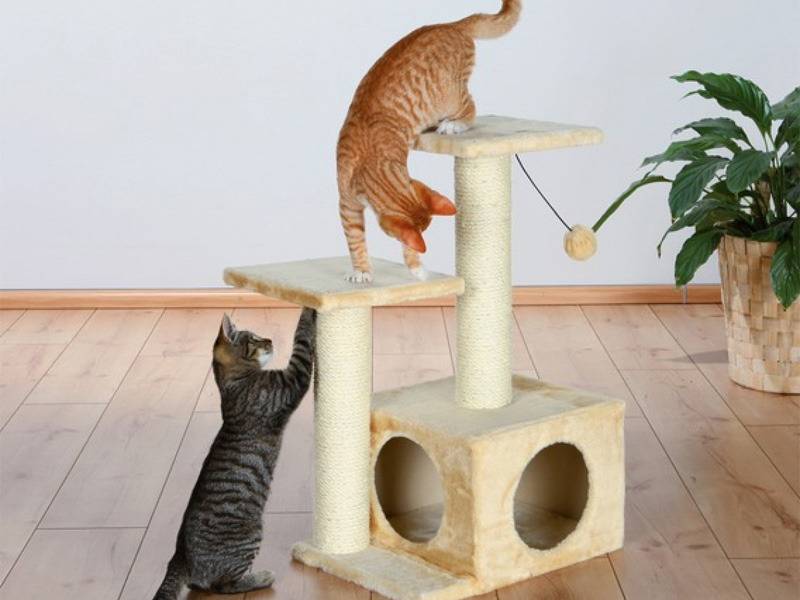 Как приучить кошку к домику - советы от ветеринарной клиники питомец