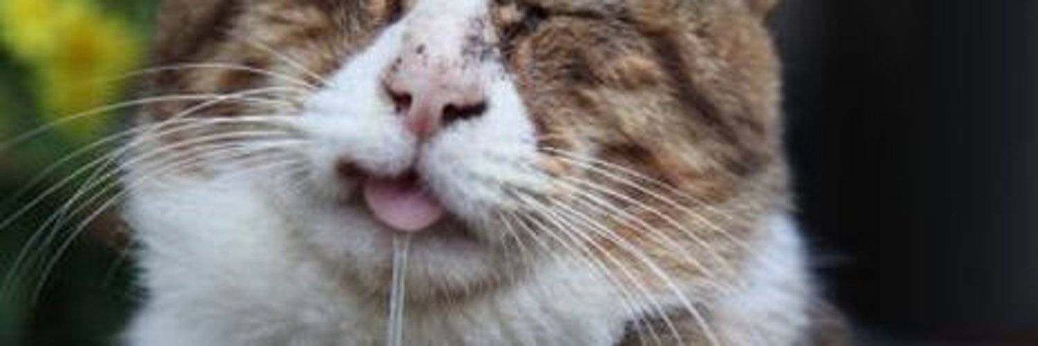 Неприятный запах изо рта у кошки – основные причины и способы решения проблемы.