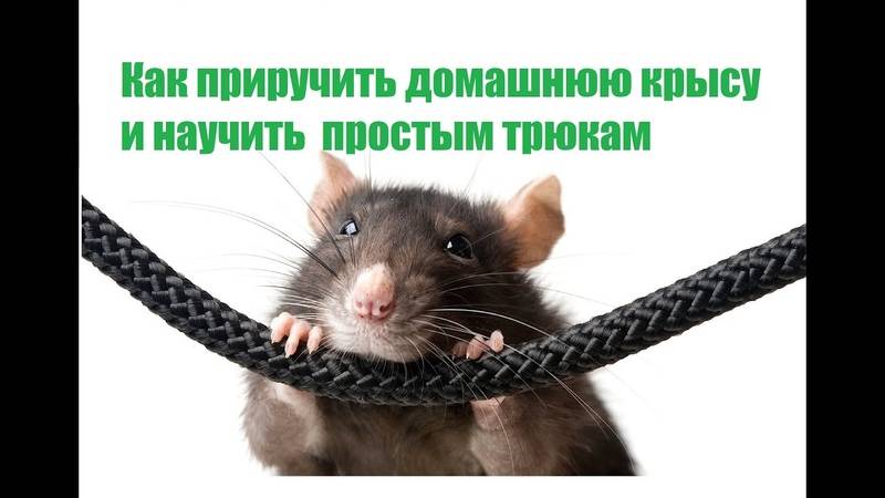 Как дрессировать крысу – основные аспекты