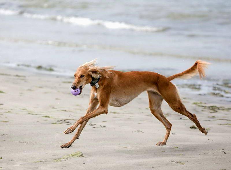 Топ-10 самых быстрых пород собак в мире