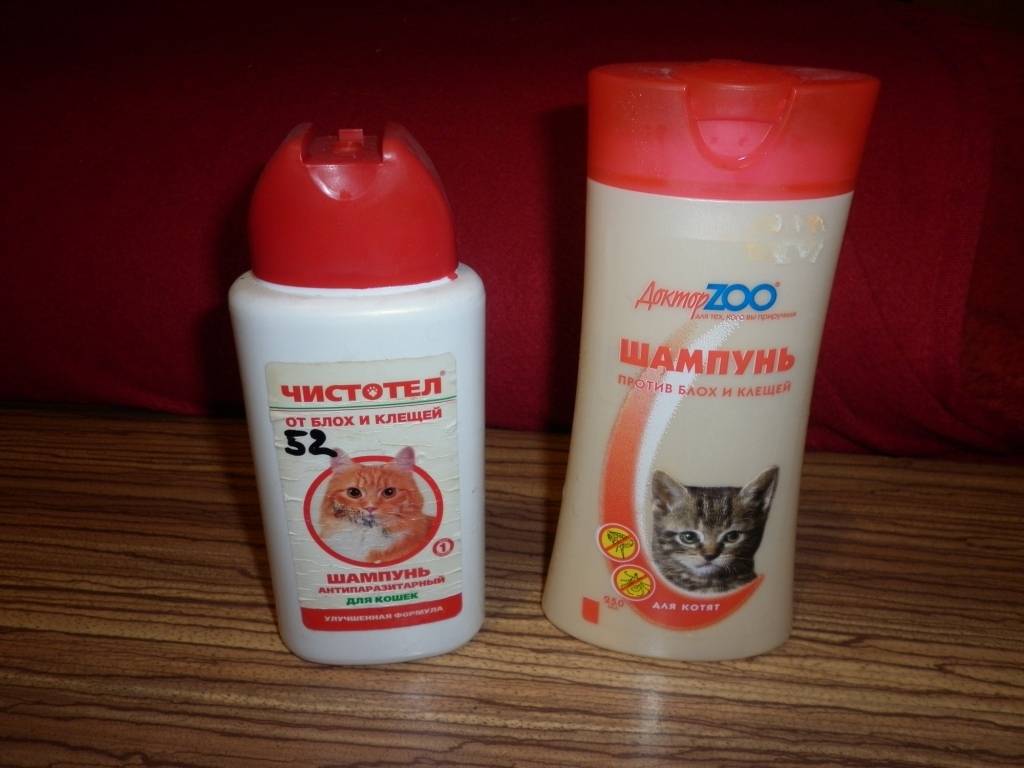 Шампунь для кошек и котят: сухой, от перхоти или от блох, гипоаллергенный и другие