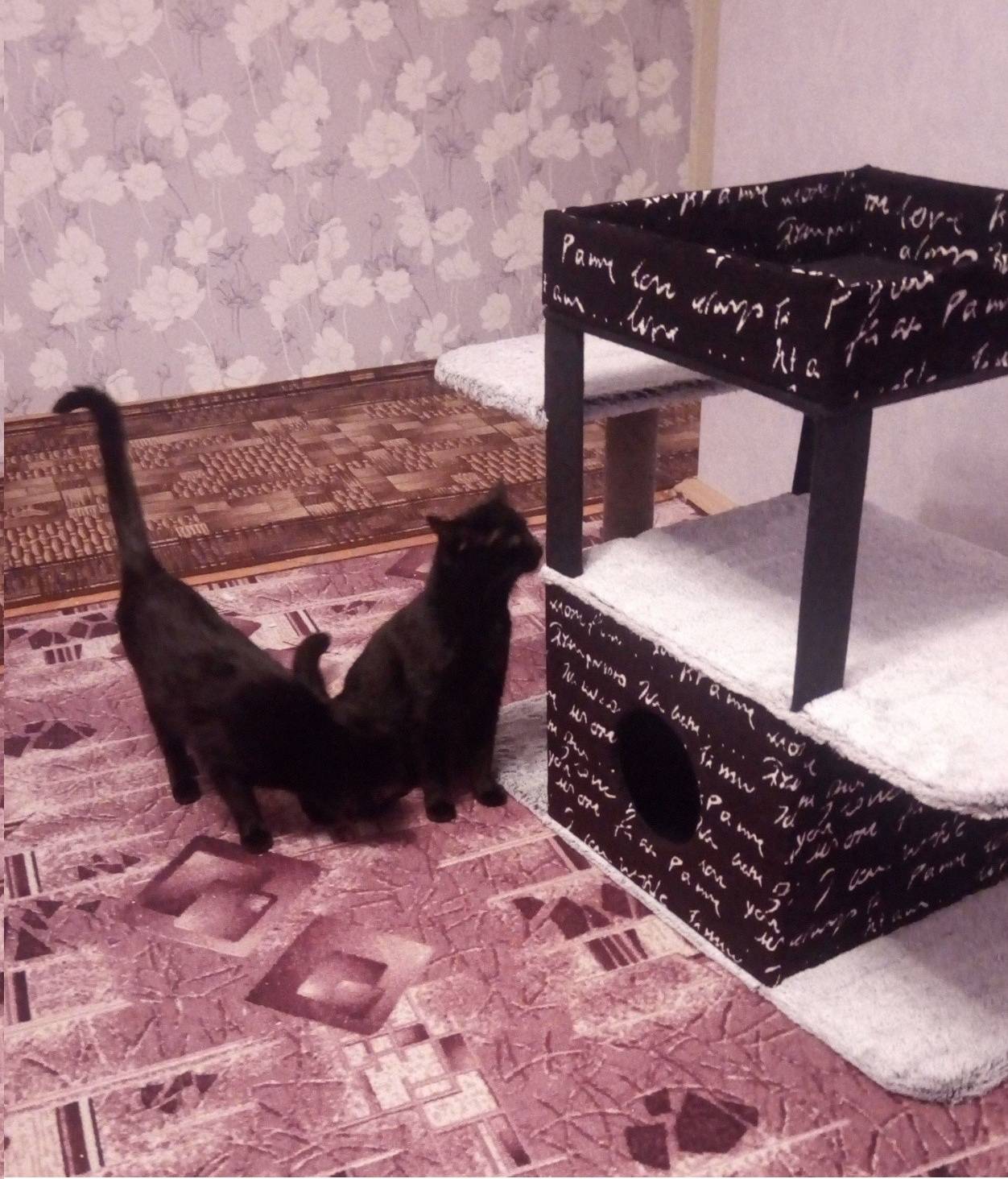 Домики для кошки (70 фото): большие кошачьи домики-лежанки, мягкие игровые модели для кота, высокие плетеные домики, подвесные двухэтажные варианты из дерева