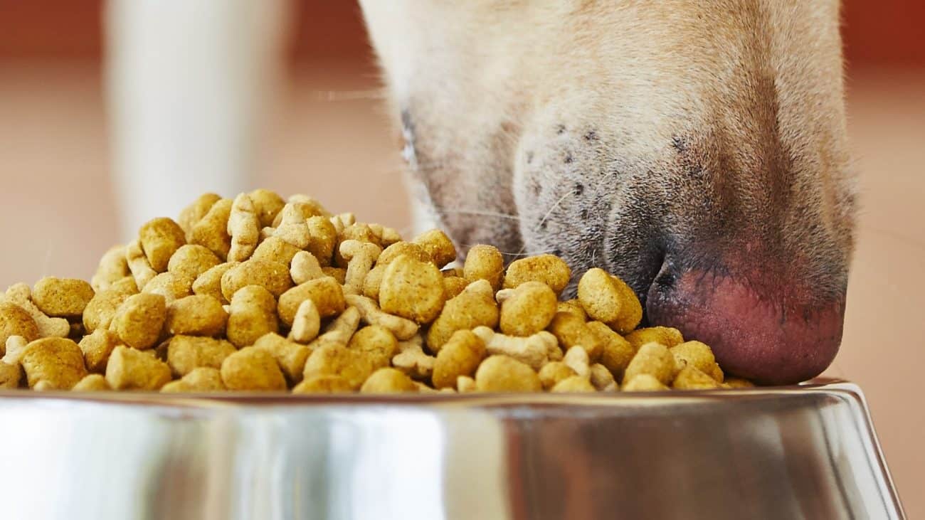 Перевод щенка на сухой корм: правила и рекомендации