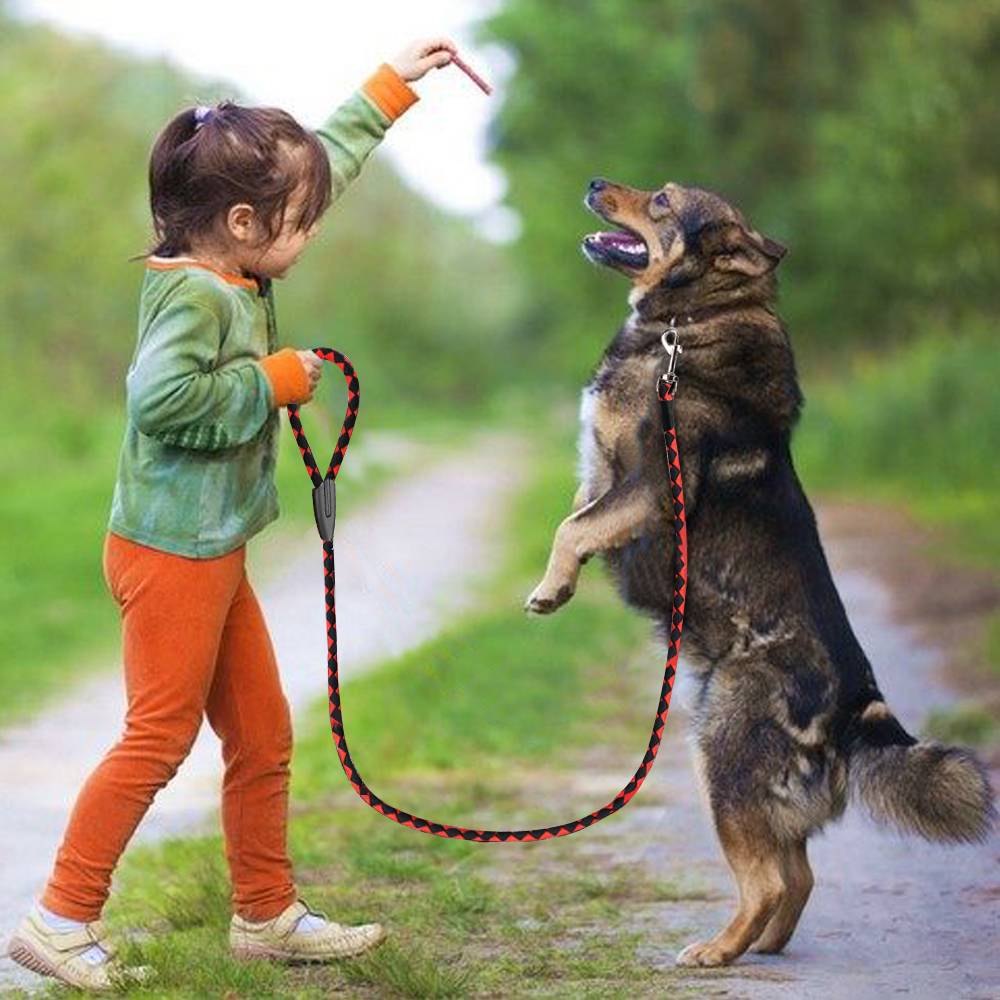 Дрессировка щенков и взрослых собак: особенности и основные команды