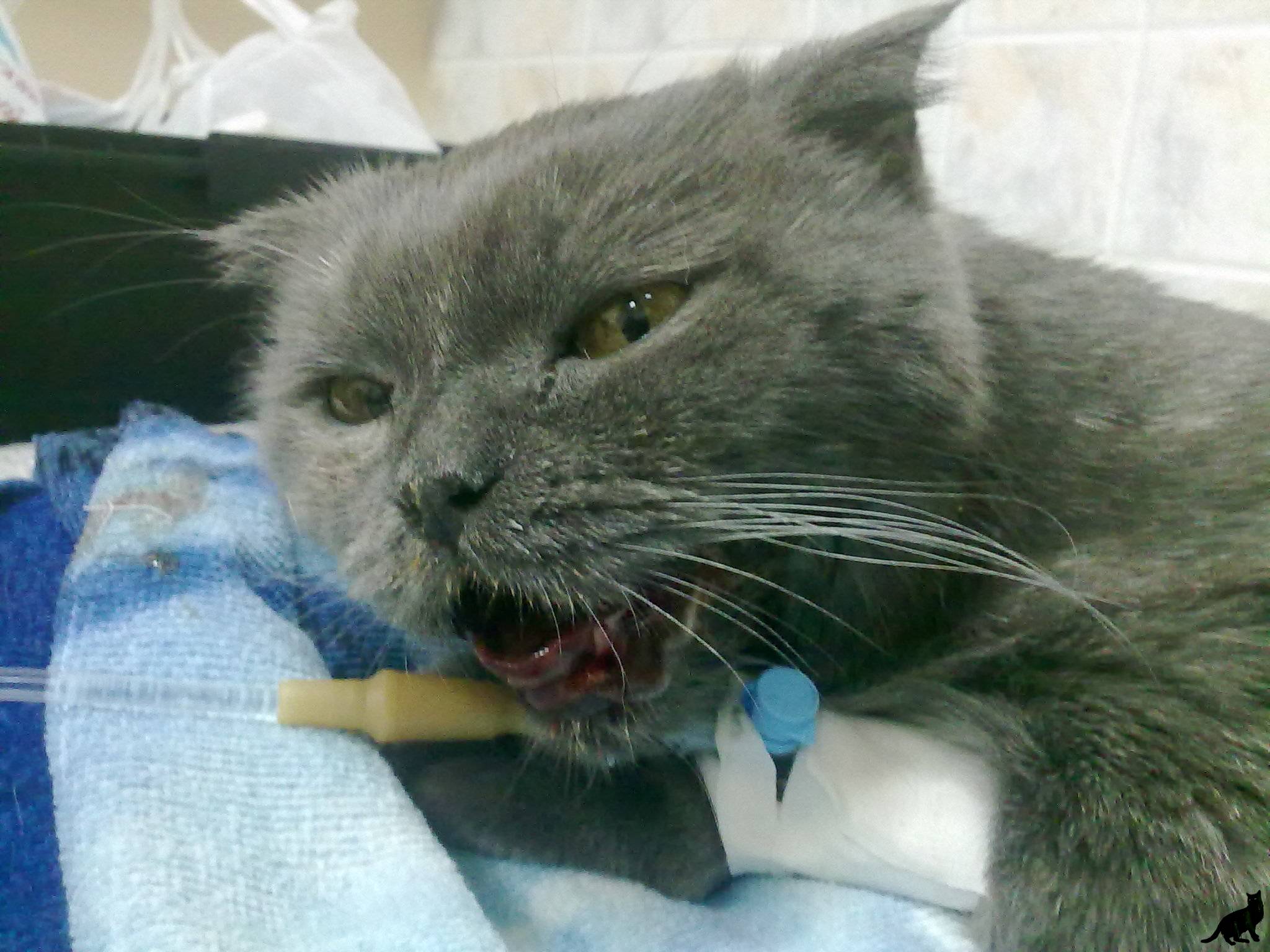 Кровь в моче у кошки - как лечить: гематурия у кошек - лечение в москве