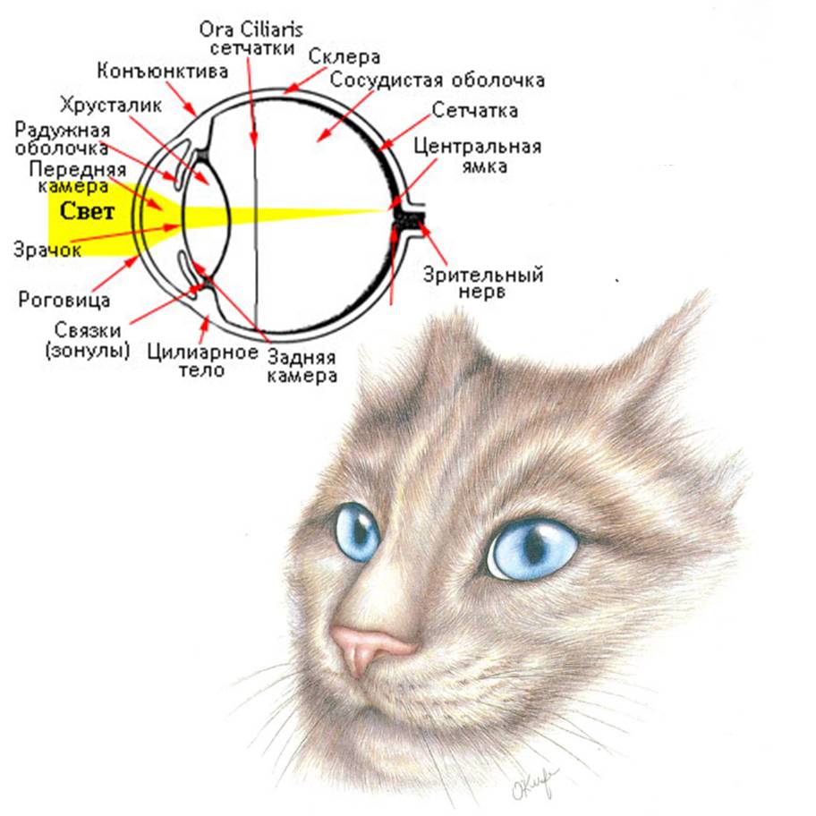 Особенности кошачьего зрения, и как видят кошки окружающий мир
