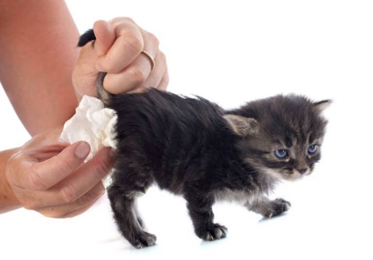 Выпадают зубы у кошек: физиологические причины, симптомы, диагностика, лечение, прогноз, профилактические меры | блог ветклиники "беланта"