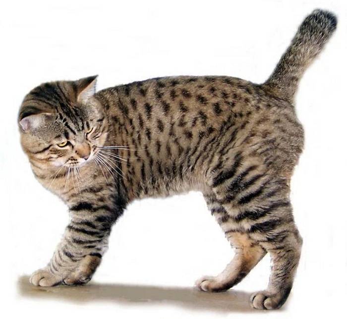 Самые популярные породы кошек: топ 10