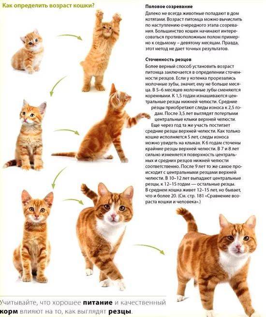 Как определить возраст кошки по внешним признакам