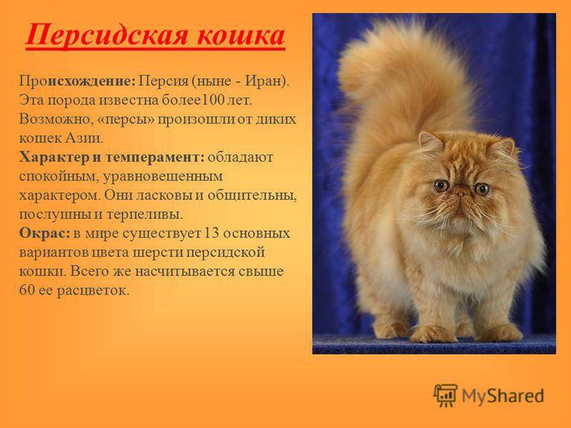 Персидская кошка. характер и все о породе от эксперта по кошкам