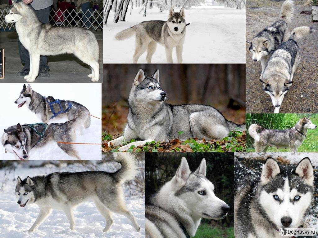 Какие собаки похожи на волка, скрещенная с волком порода