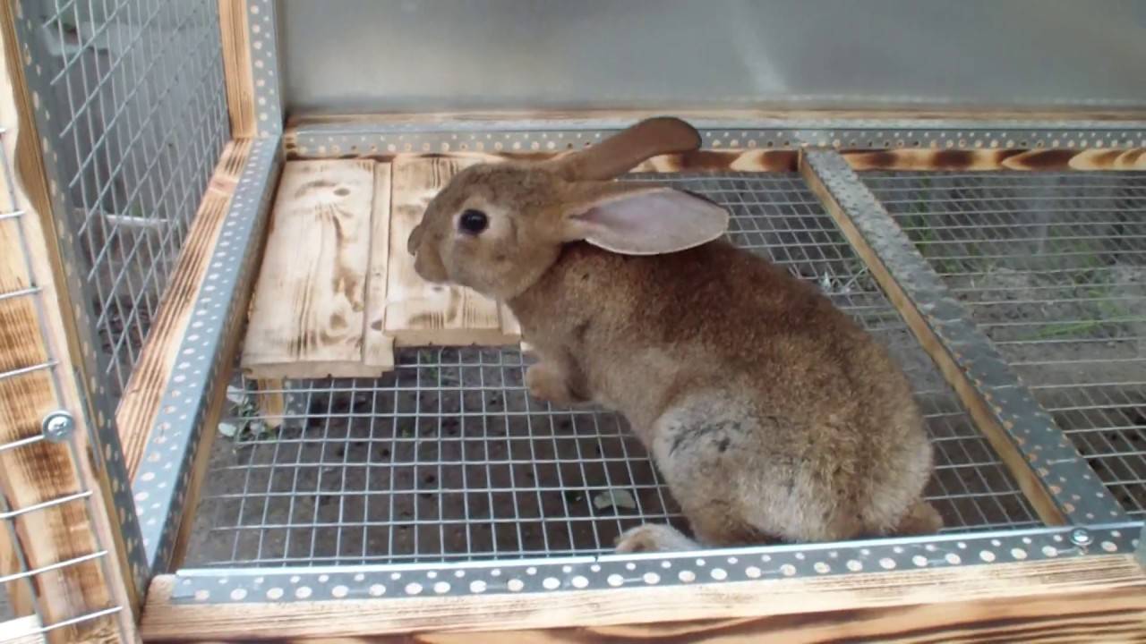 Разведение кроликов в домашних условиях для начинающих: выбор породы, способы содержания, размножение, борьба с основными заболеваниями