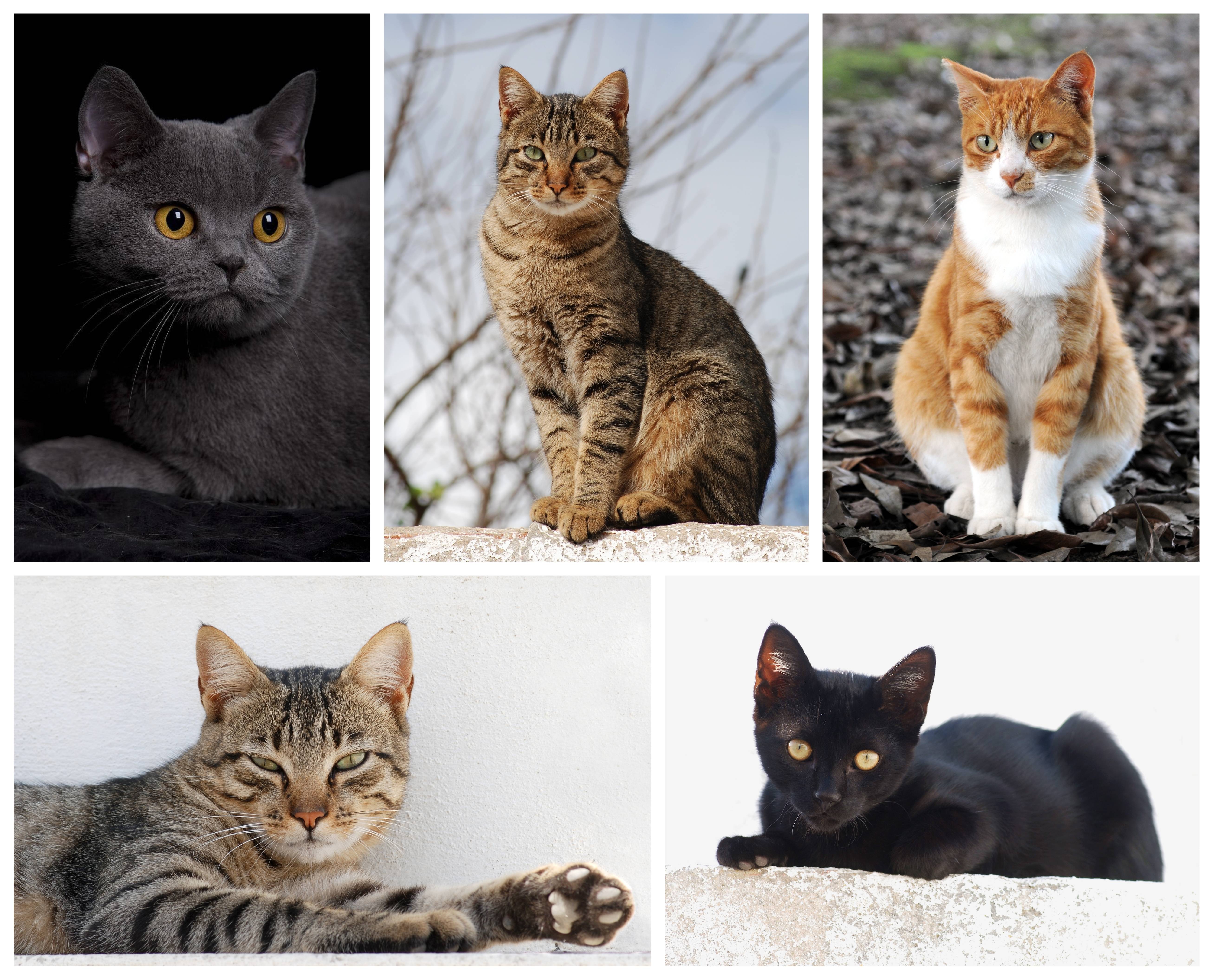 Какую кошку лучше завести в квартире? список самых лучших пород котов. как выбрать котенка?