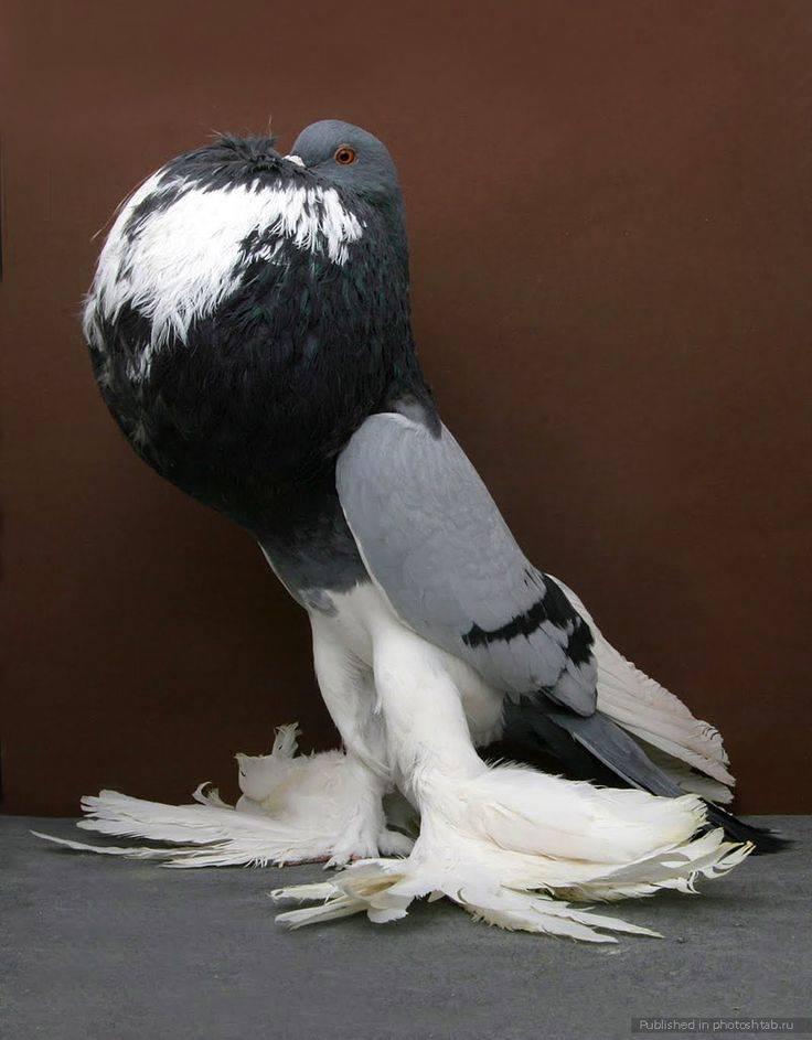 Необычные породы голубей с длинными перьями на лапах. топ-5 самых привлекательных
