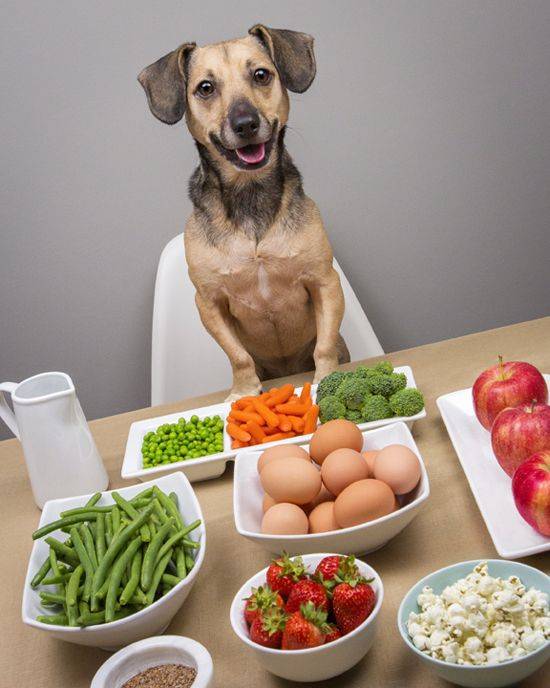 Рекомендации ветеринаров, чем кормить беременную и кормящую собаку