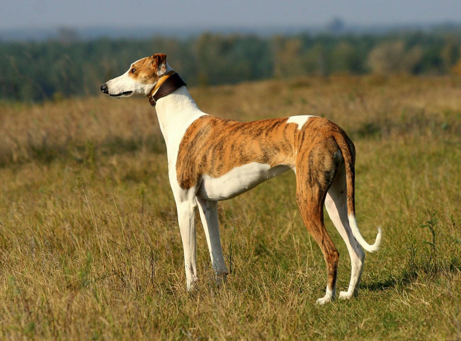 Грейхаунд — фото, описание породы собак, особенности ухода, отзывы