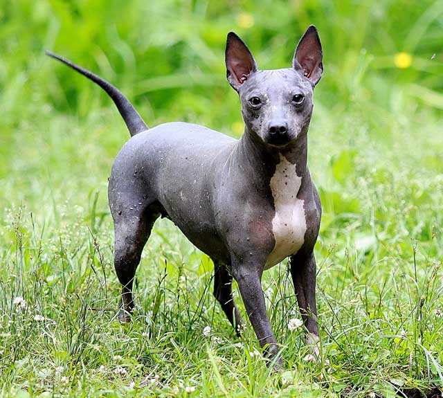 Американский голый терьер: описание породы - моя собака