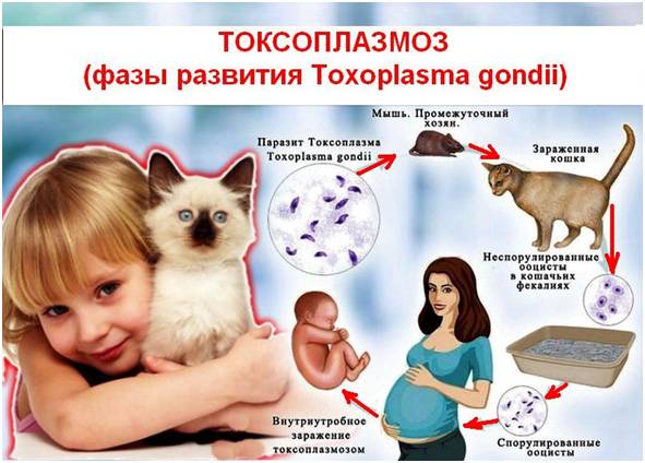 Как можно заразиться токсоплазмозом от домашней кошки?