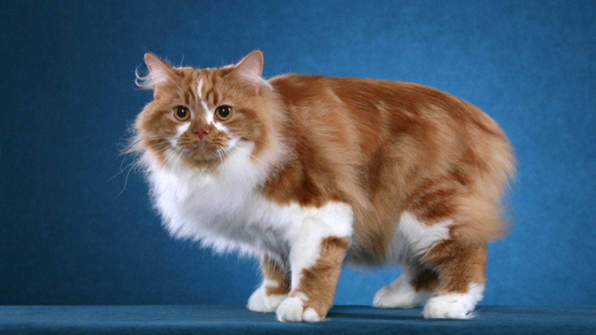 Порода кошек кимрик – чем примечателен кот, которого англичане называют кроликом.