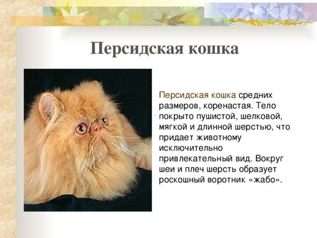 Сколько лет живут персидские кошки в домашних условиях: факты