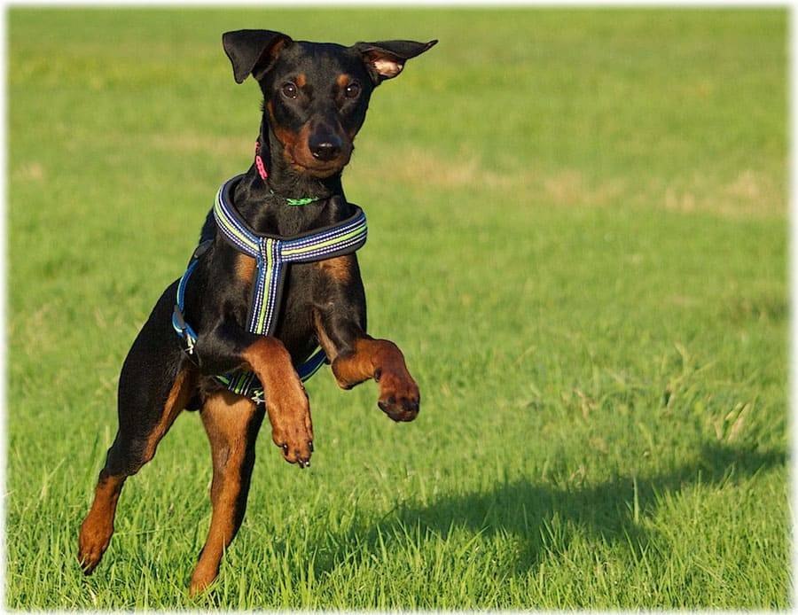 Карликовый пинчер (цвергпинчер) собаки: фото, характер и цены