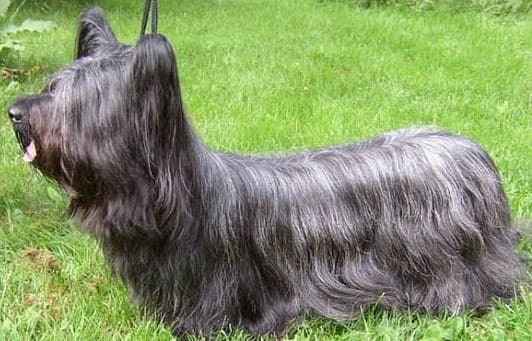 Большие пушистые собаки (31 фото): породы с лохматым волосяным покровом, названия черных собак с длинной шерстью