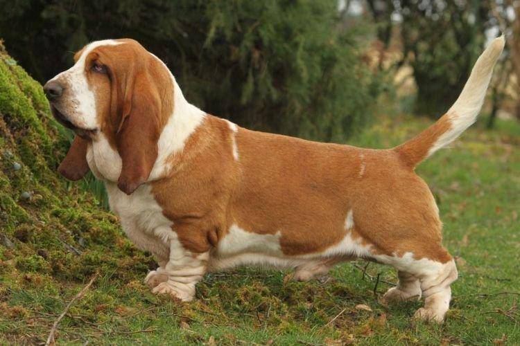Английские породы собак с фото и названиями - enjoyenglish-blog