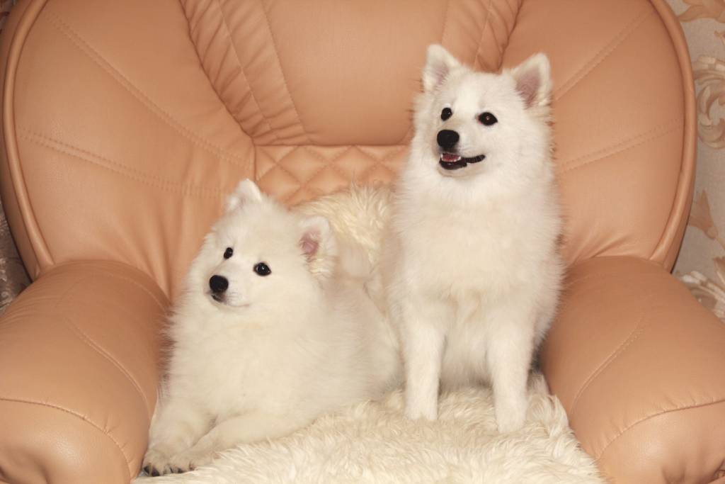 Японский шпиц - основные характеристики и описание стандартов породы собаки (115 фото)