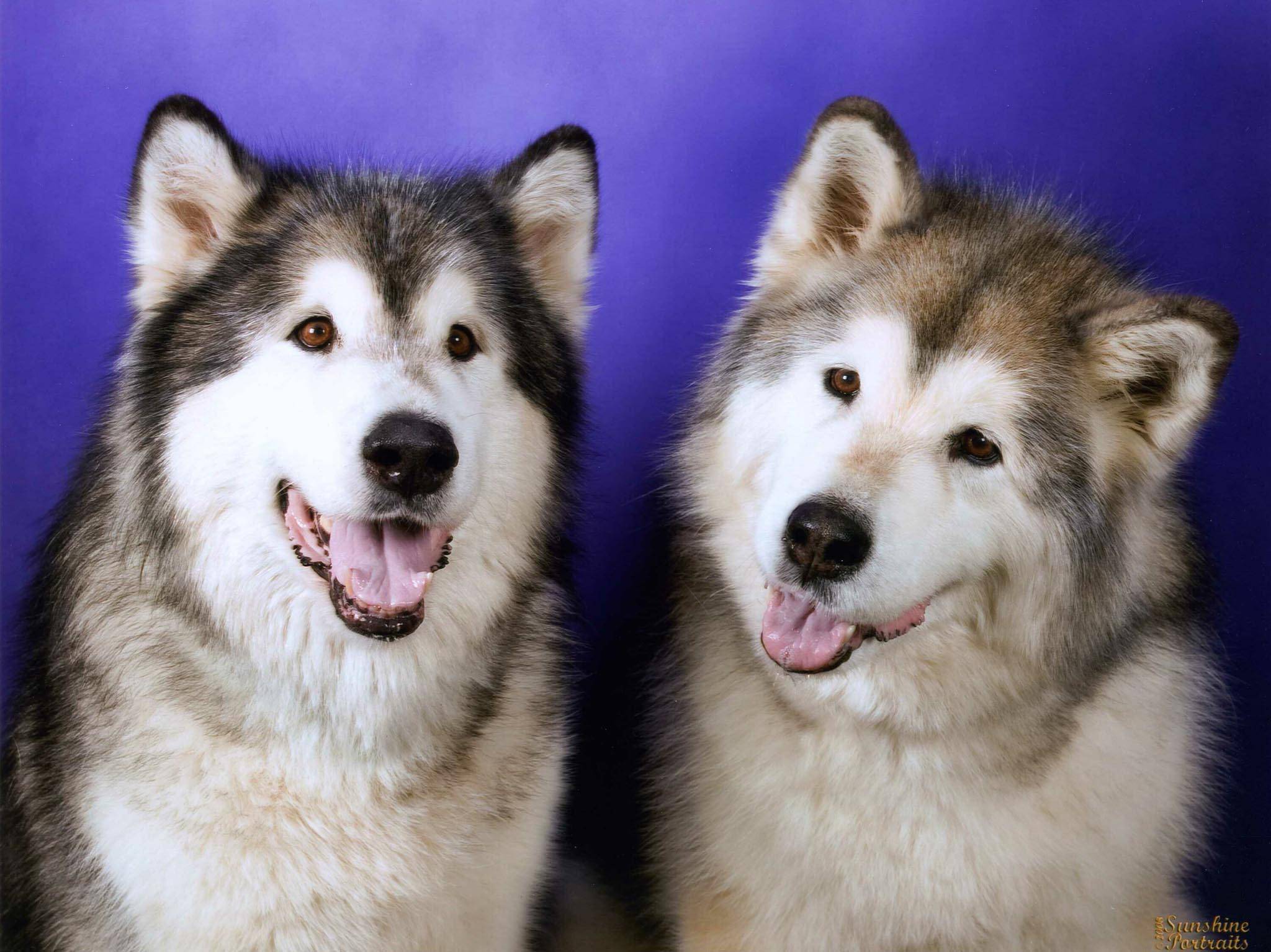 Хаски и лайки: как отличить собак по описанию и характеристике, цвету глаз при выборе голубоглазого щенка