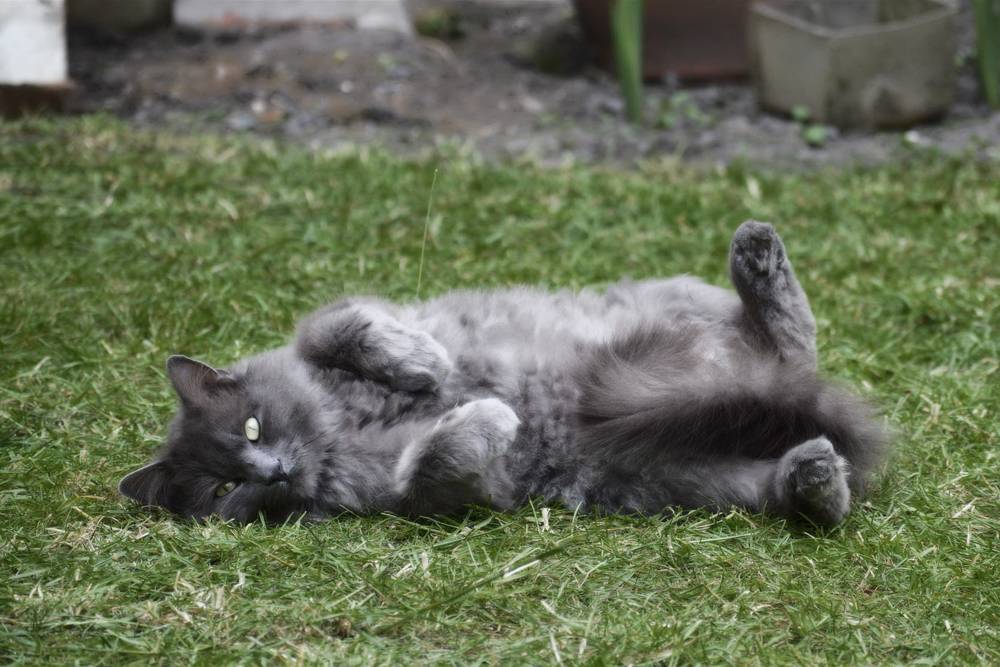 Нибелунг: особенности кошки, характер и нюансы воспитания (видео + 115 фото)