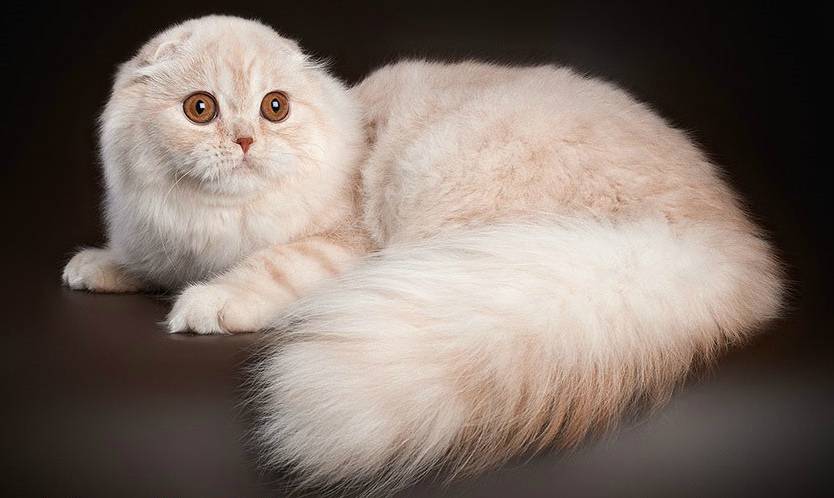 Хайленд фолд: характер, обзор стандартов внешности и описание содержания породистой кошки (120 фото)