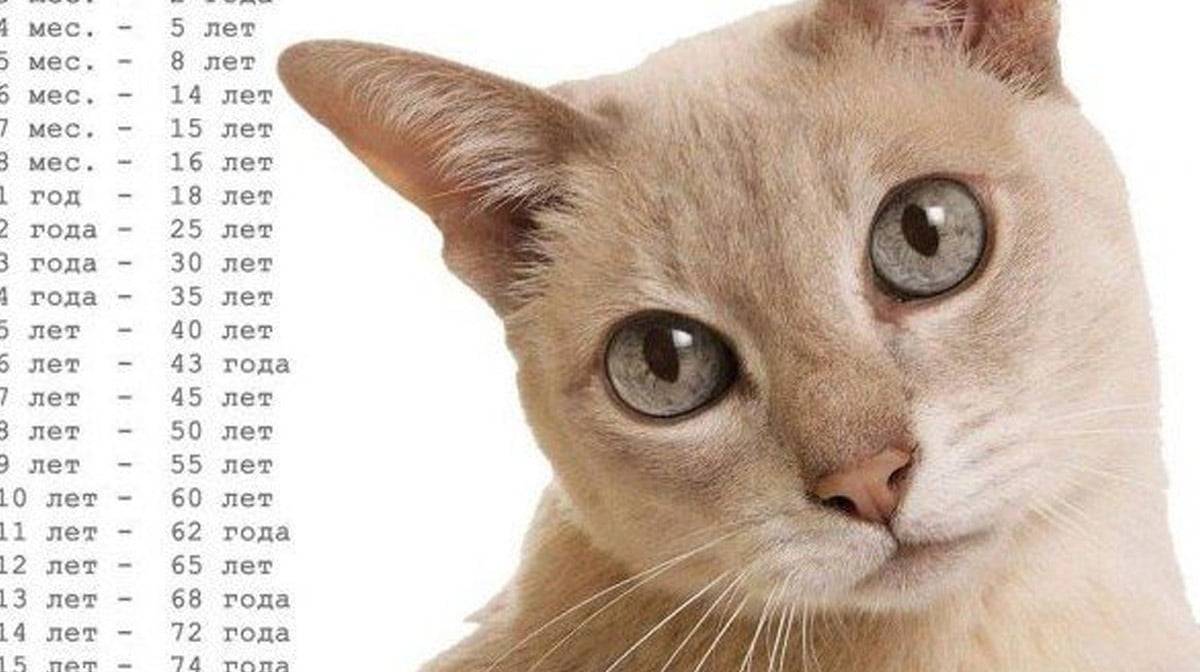 Как определить возраст кошки по человеческим меркам