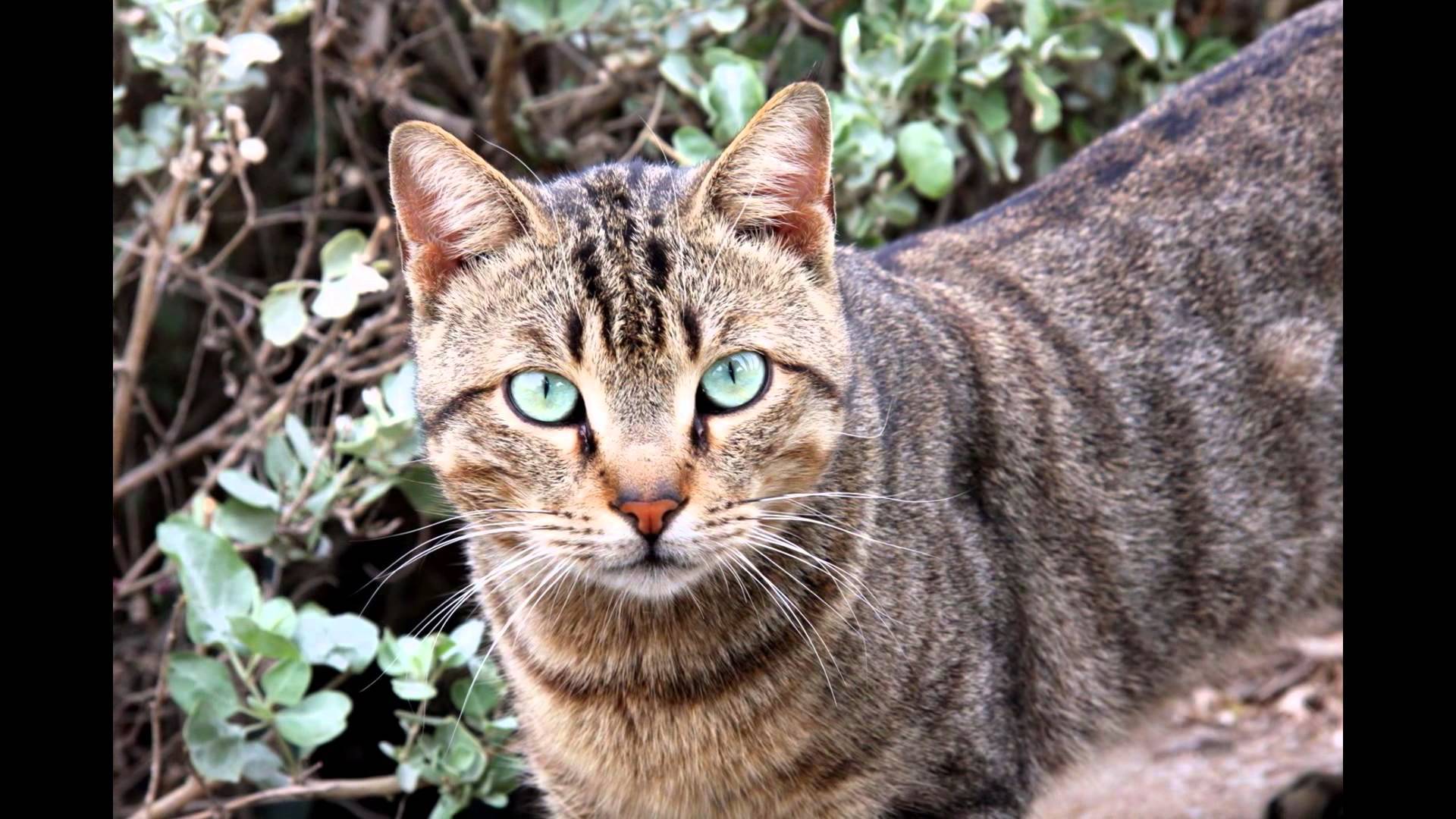 Китайская кошка: история происхождения породы ли хуа мао, характер и инстинкты питомца