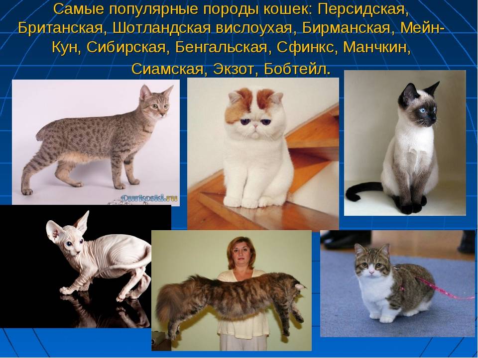 Самые добрые и ласковые породы кошек в мире: названия с фото и описанием